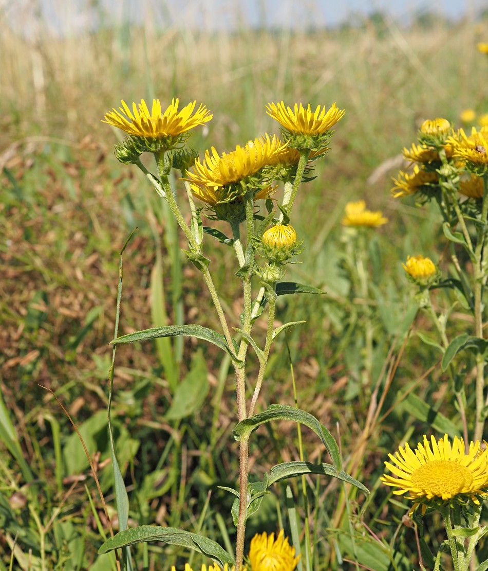 Image of Inula britannica specimen.