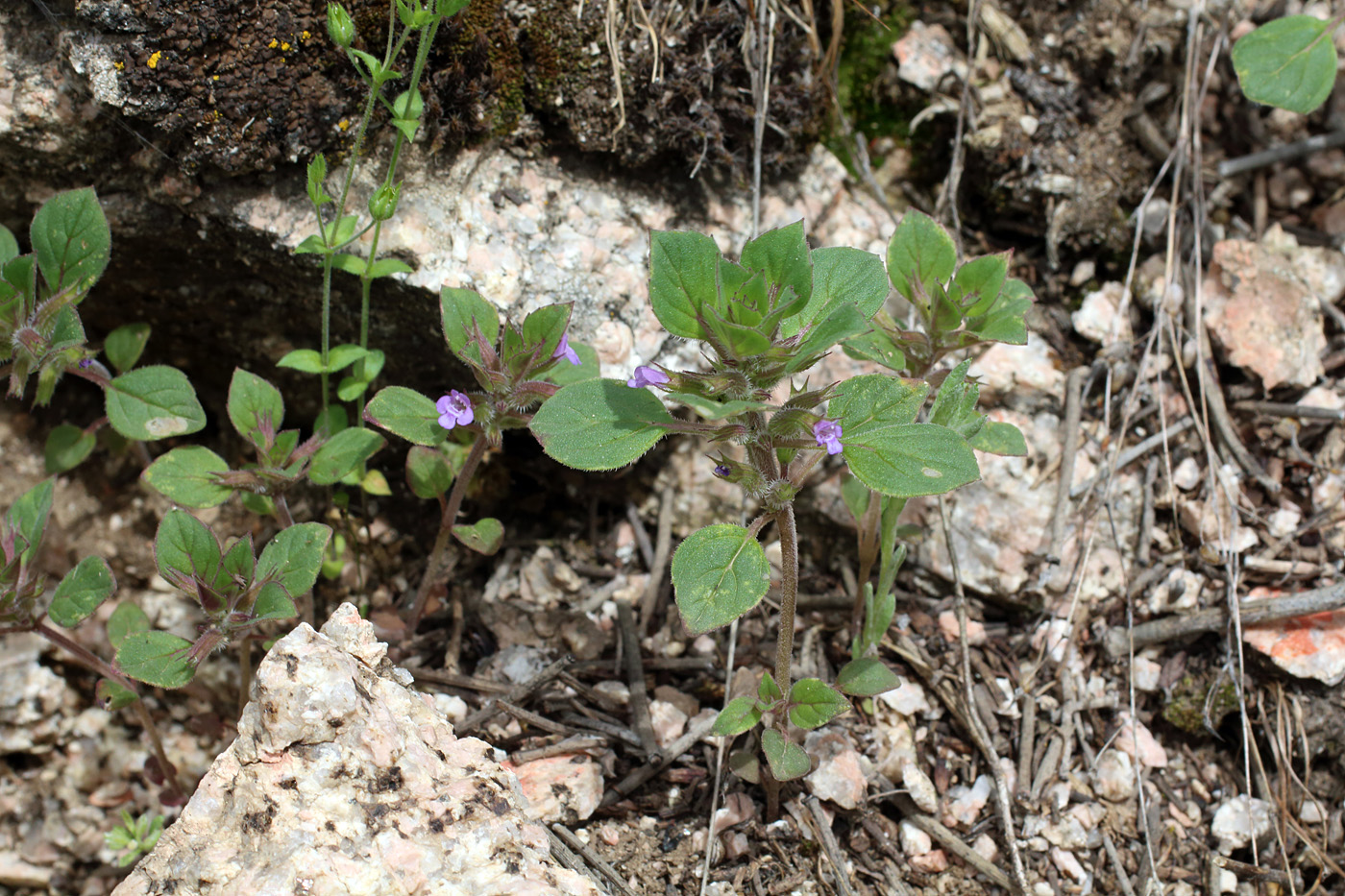 Изображение особи Ziziphora rotundifolia.