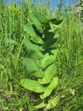 Bupleurum rotundifolium. Вегетирующее растение. Краснодарский край, Кавказский р-н, окр. ст-цы Темижбекская, степь. 28.05.2022.