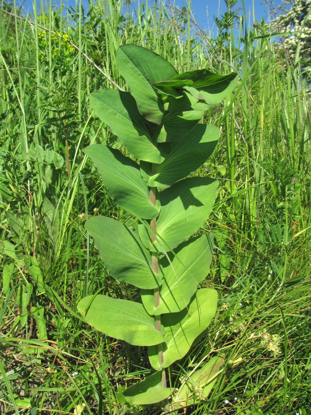 Image of Bupleurum rotundifolium specimen.