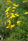 Tanacetum millefolium