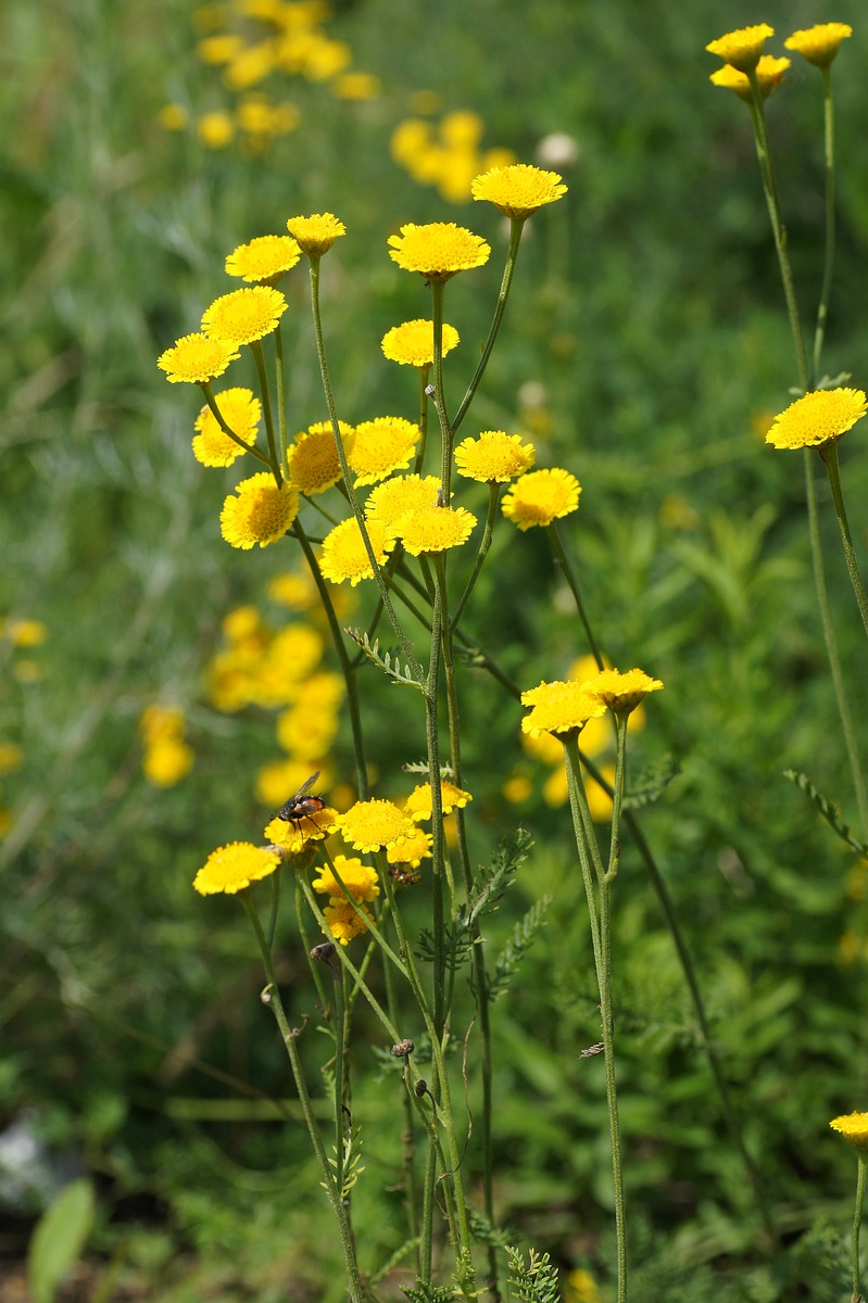 Image of Tanacetum millefolium specimen.