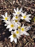 Colchicum szovitsii