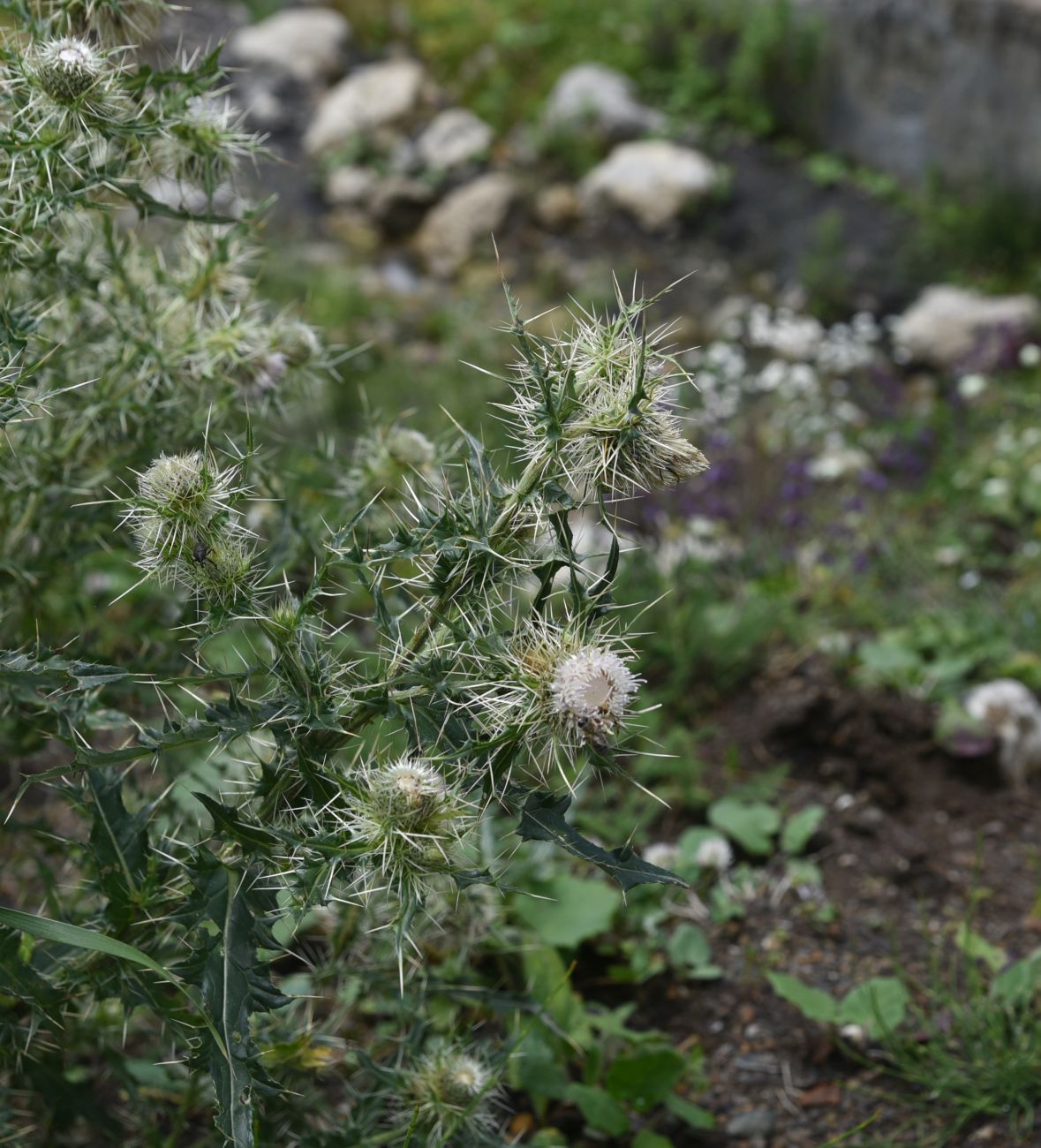 Изображение особи Cirsium echinus.