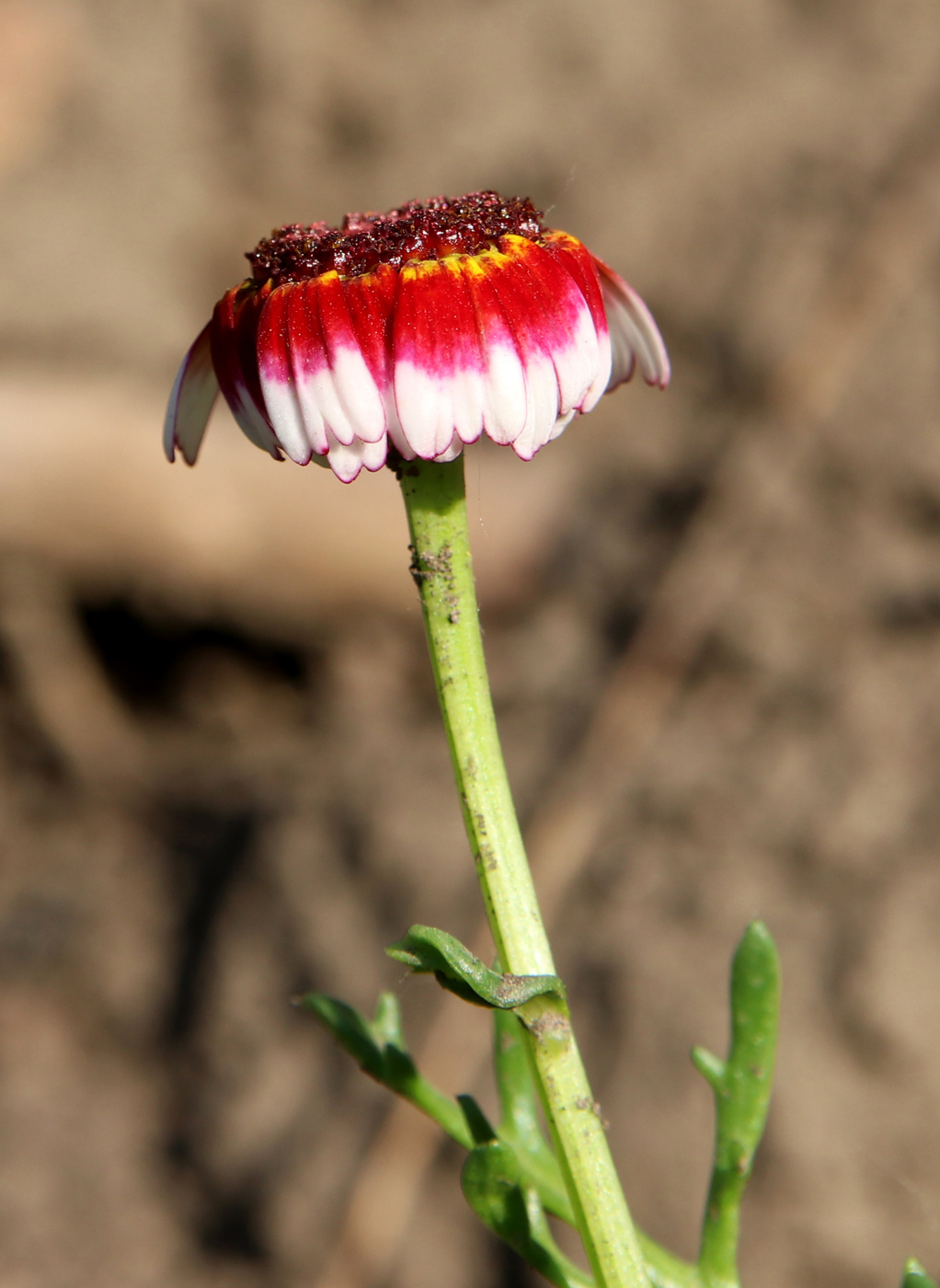 Изображение особи Ismelia carinata.