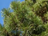 род Pinus