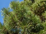 genus Pinus