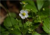 Fragaria vesca