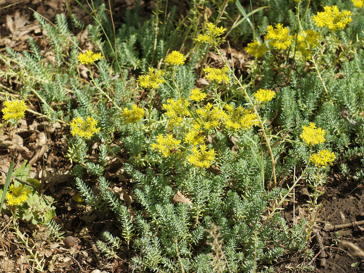 Изображение особи Sedum reflexum.