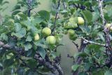 род Prunus