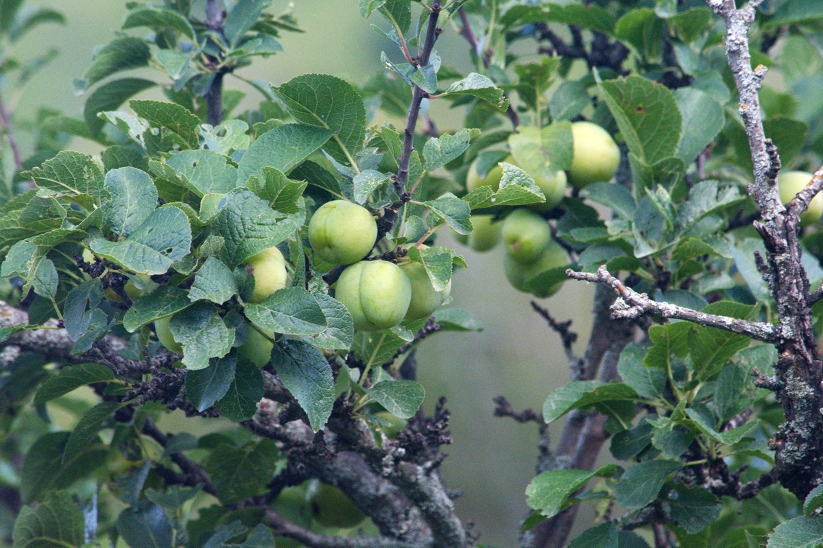 Изображение особи род Prunus.