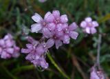 Gypsophila patrinii. Цветки в каплях дождя. Республика Саха, Оленёкский улус, открытый участок горного плато, ок. 700 м н.у.м. 05.08.2023.