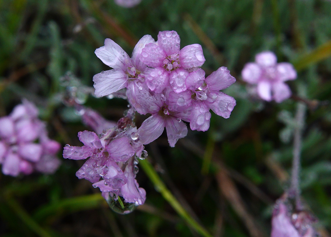 Изображение особи Gypsophila patrinii.