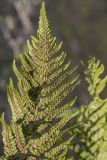 Athyrium distentifolium. Часть вайи с сорусами (вид снизу). Кабардино-Балкария, Эльбрусский р-н, долина р. Ирик, среди камней у ручья. 20.08.2023.