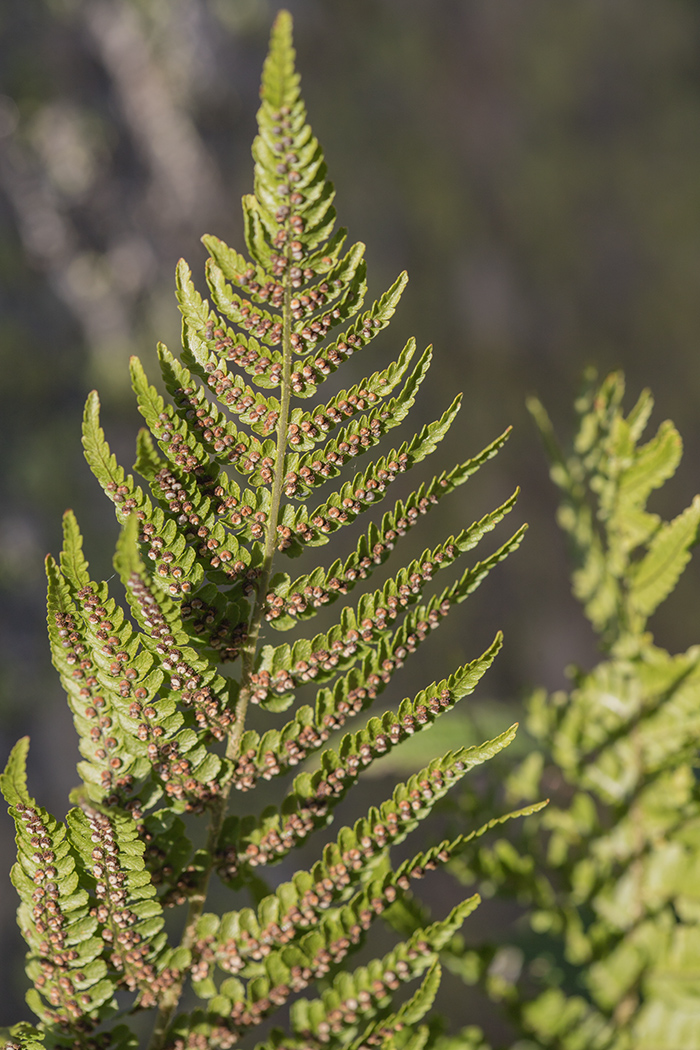 Изображение особи Athyrium distentifolium.