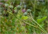 Arctium tomentosum. Верхушка плодоносящего растения. Тверская обл., Ржевский р-н, р. Волга, окр. переката Рождественский. 2 августа 2010 г.