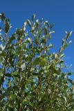 Salix phylicifolia. Ветви на верхушке растения. Ленинградская обл., окр. пос. Большая Ижора, берег Финского залива, гребень песчаного берегового вала. 20.08.2023.