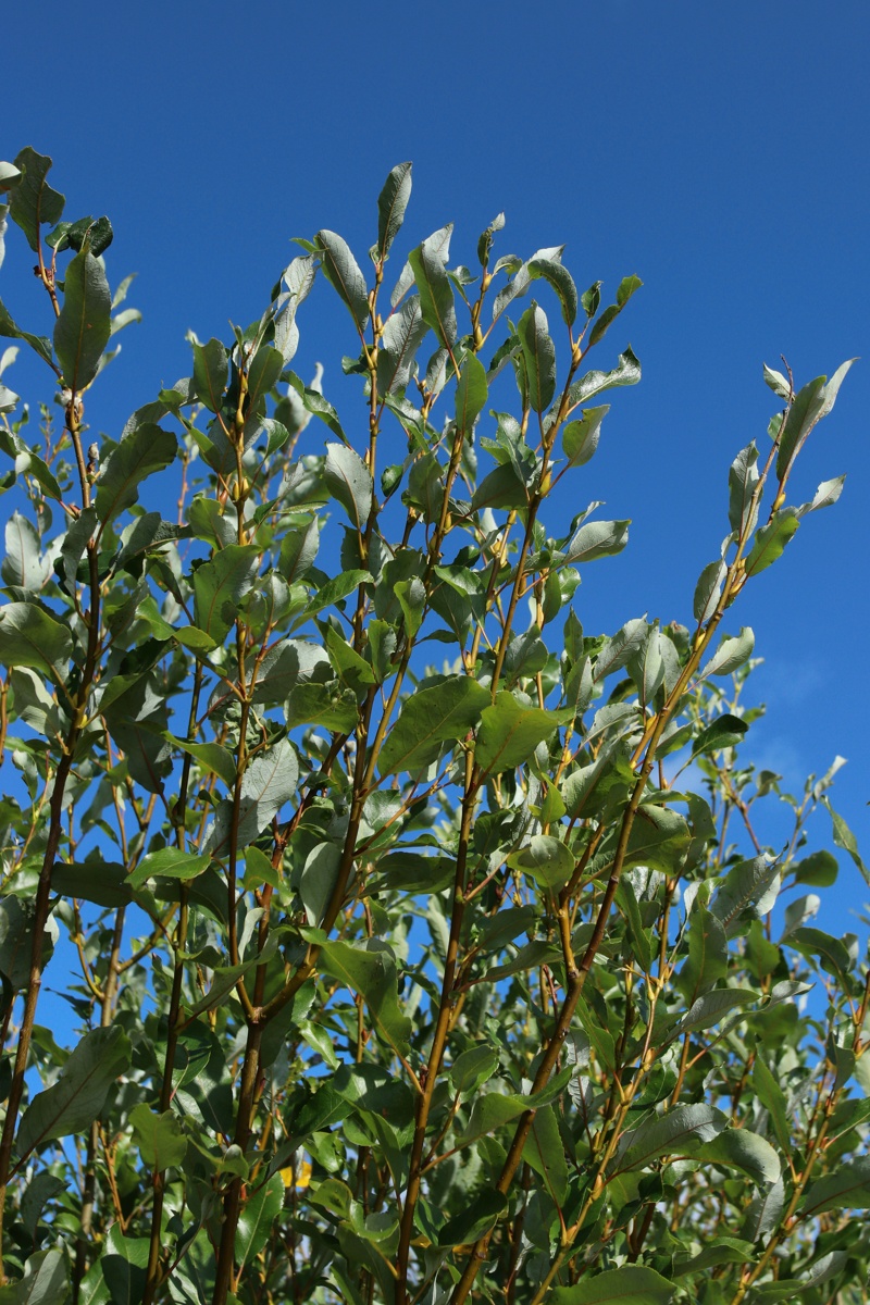 Изображение особи Salix phylicifolia.