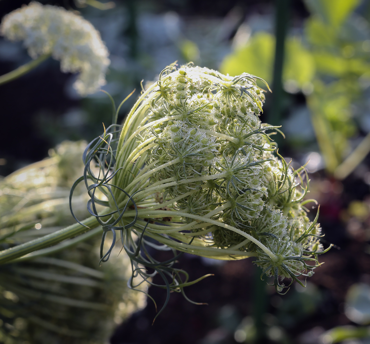 Изображение особи Daucus sativus.