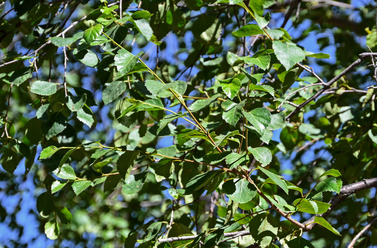 Image of genus Betula specimen.
