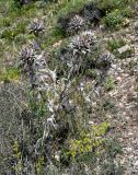 Cousinia purpurea