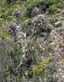 Cousinia purpurea. Засохшее отцветшее растение. Армения, обл. Гегаркуник, берег оз. Севан, гора Артаниш, ≈ 2200 м н.у.м., каменистый склон. 23.06.2022.