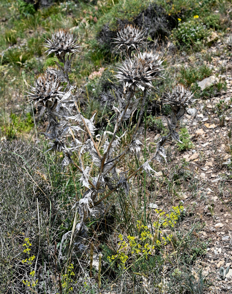 Image of Cousinia purpurea specimen.