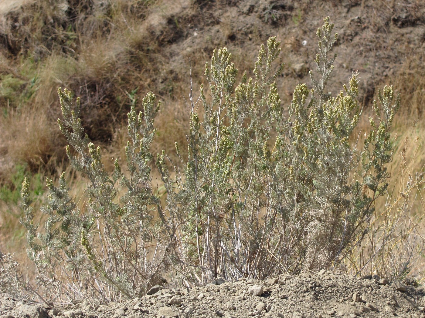 Image of Artemisia marschalliana specimen.