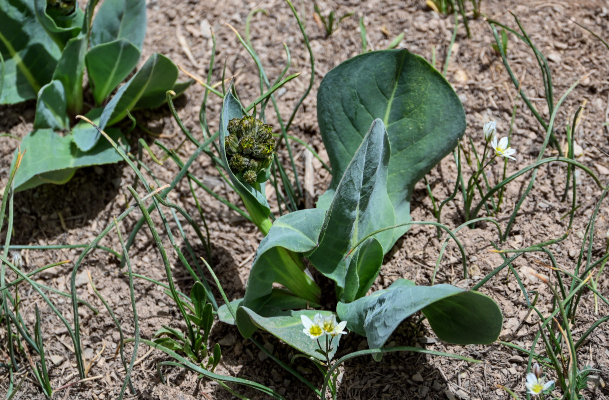 Изображение особи Ligularia alpigena.