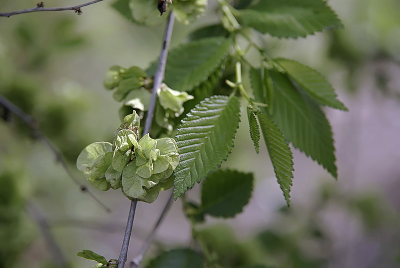 Изображение особи Ulmus pumila.