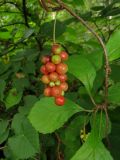 Schisandra chinensis. Часть веточки с созревающим плодом. Амурская обл., Архаринский р-н, окр. с. Кундур, широколиственный лес. 29.08.2023.