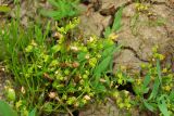 Buschia lateriflora