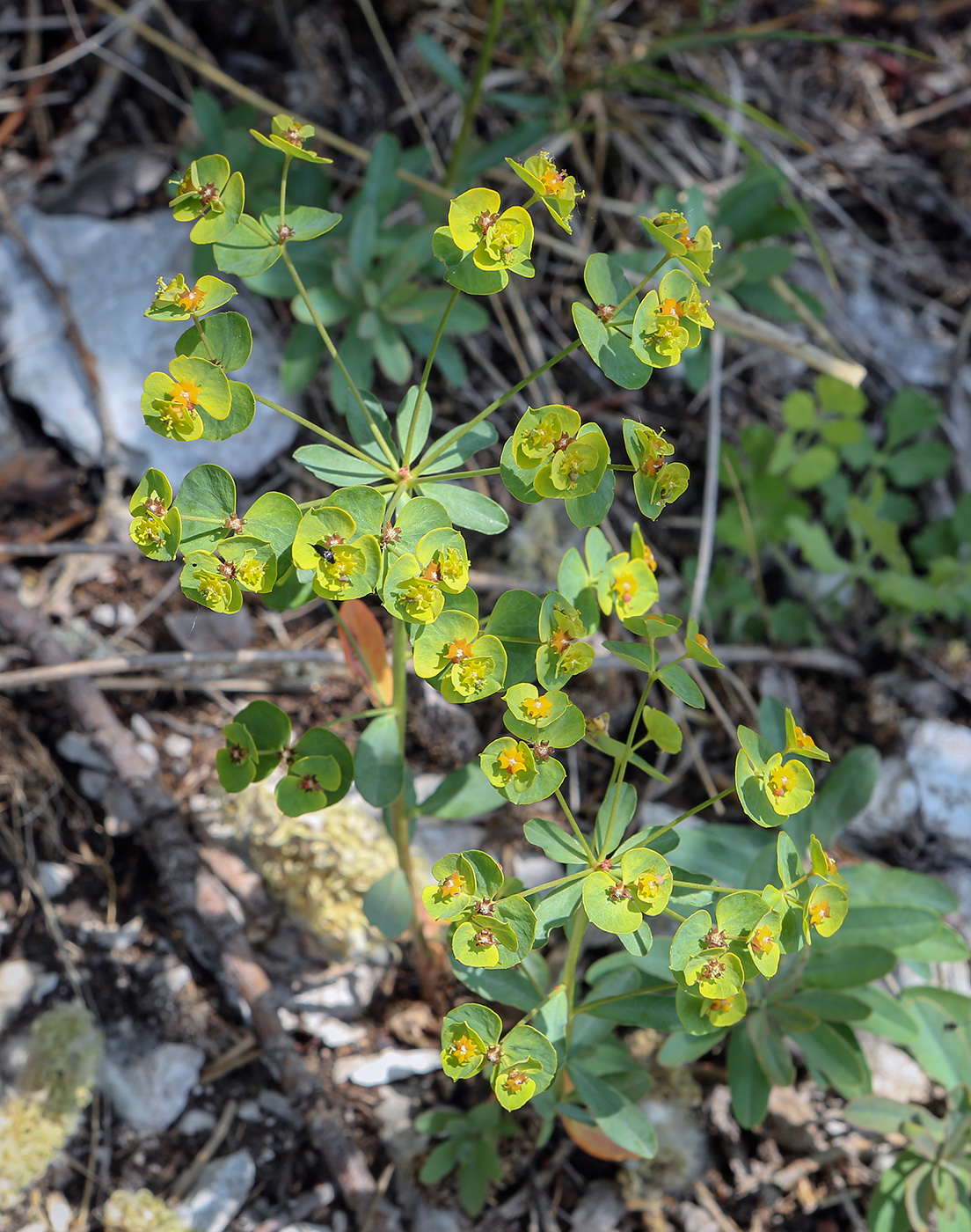 Изображение особи Euphorbia korshinskyi.