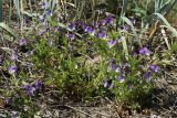 Viola maritima