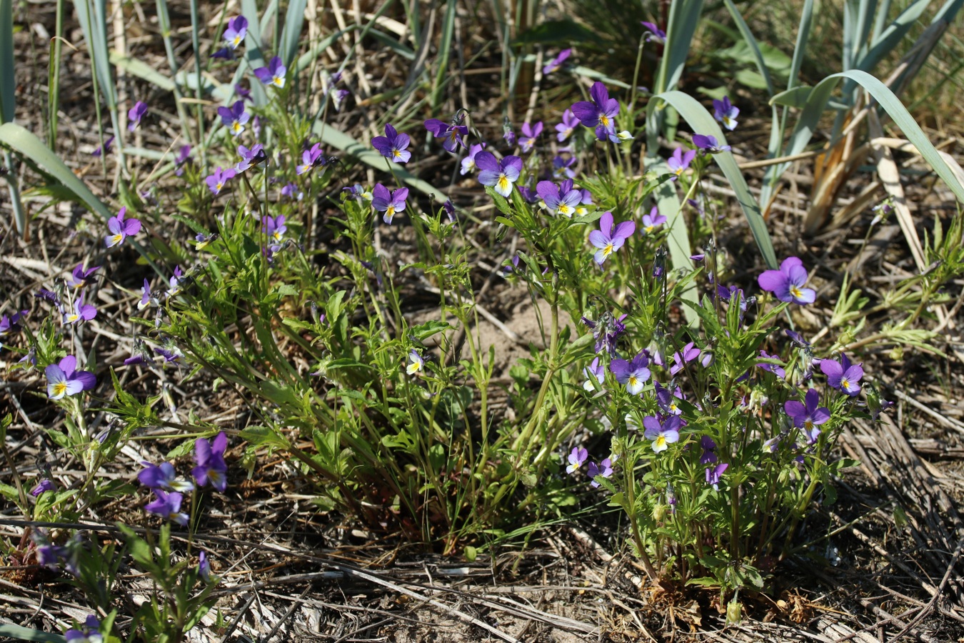 Изображение особи Viola maritima.