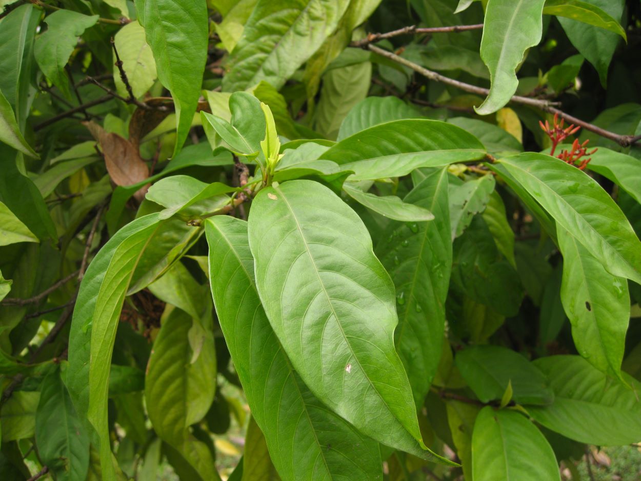 Image of Ixora coccinea specimen.