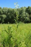 Filipendula ulmaria subspecies denudata. Расцветающее растение. Новгородская обл., Новгородский р-н, дер. Юрьево напротив музея «Витославлицы», луг (бывший сенокос?) среди леса. 24.07.2023.