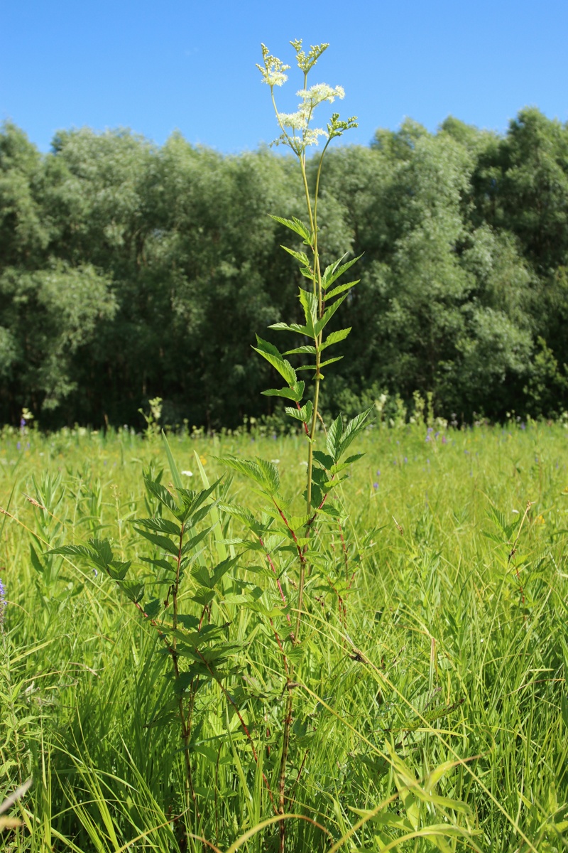 Image of Filipendula ulmaria ssp. denudata specimen.