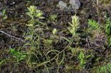 Castilleja hyparctica. Цветущие растения. Красноярский край, Таймырский Долгано-Ненецкий р-н, плато Путорана, долина р. Кутарамакан, опушка смешанного леса. 25.07.2023.