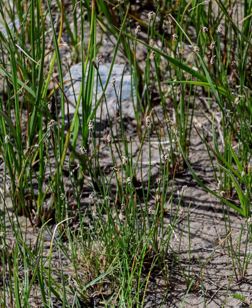 Image of genus Eleocharis specimen.