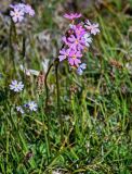 Primula pamirica. Верхушка цветущего растения (рядом видны соцветия Kobresia). Киргизия, Ошская обл., Памир, Заалайский хр., берег оз. Тулпар-Кёль, ≈ 3600 м н.у.м., альпийский луг. 04.07.2022.