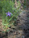 Vinca herbacea. Верхушка цветущего растения. Ростовская обл., окр. г. Донецк, правый берег р. Северский Донец, склон балки. 09.04.2024.