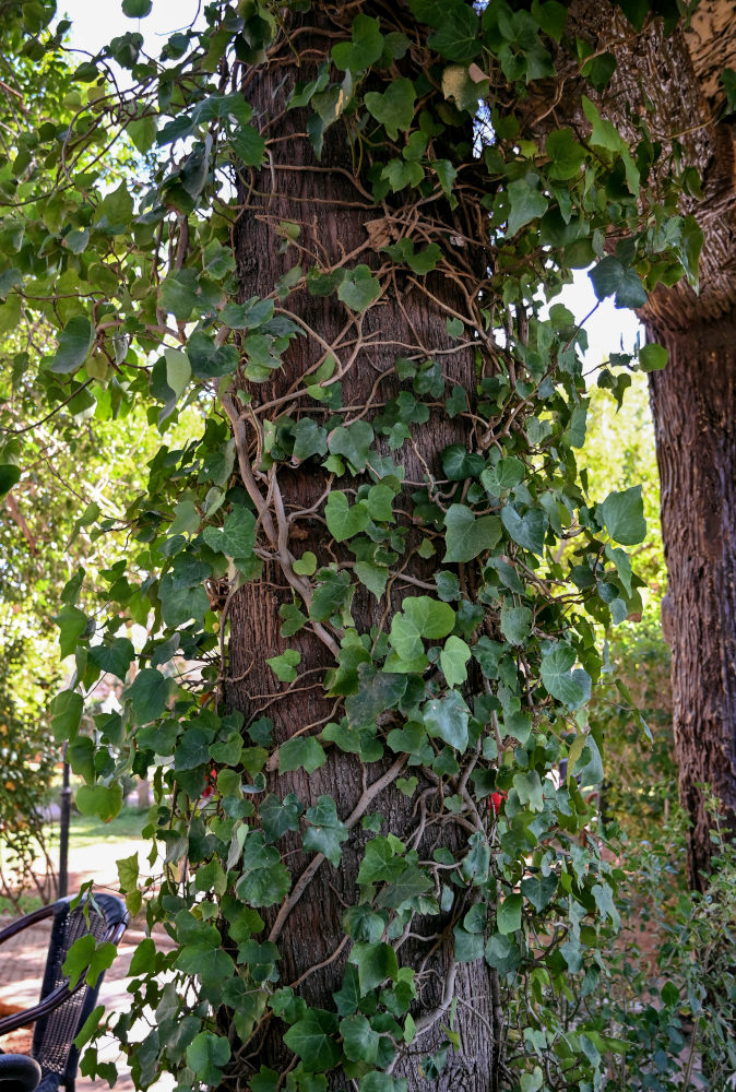 Image of genus Hedera specimen.