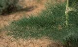 Ferula varia. Прикорневые листья. Узбекистан, Центральные Кызылкумы, закреплённые растительностью среднебугристые пески с кустарниково-травянистой растительностью. 11 апреля 2024 г.