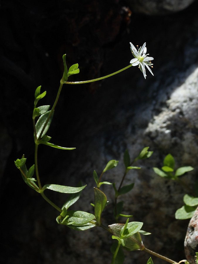 Image of Stellaria crassifolia specimen.
