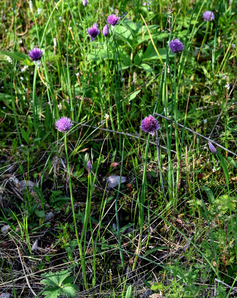 Image of Allium schoenoprasum specimen.