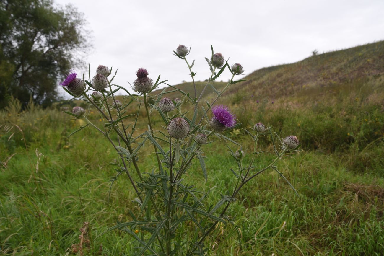 Image of Cirsium polonicum specimen.