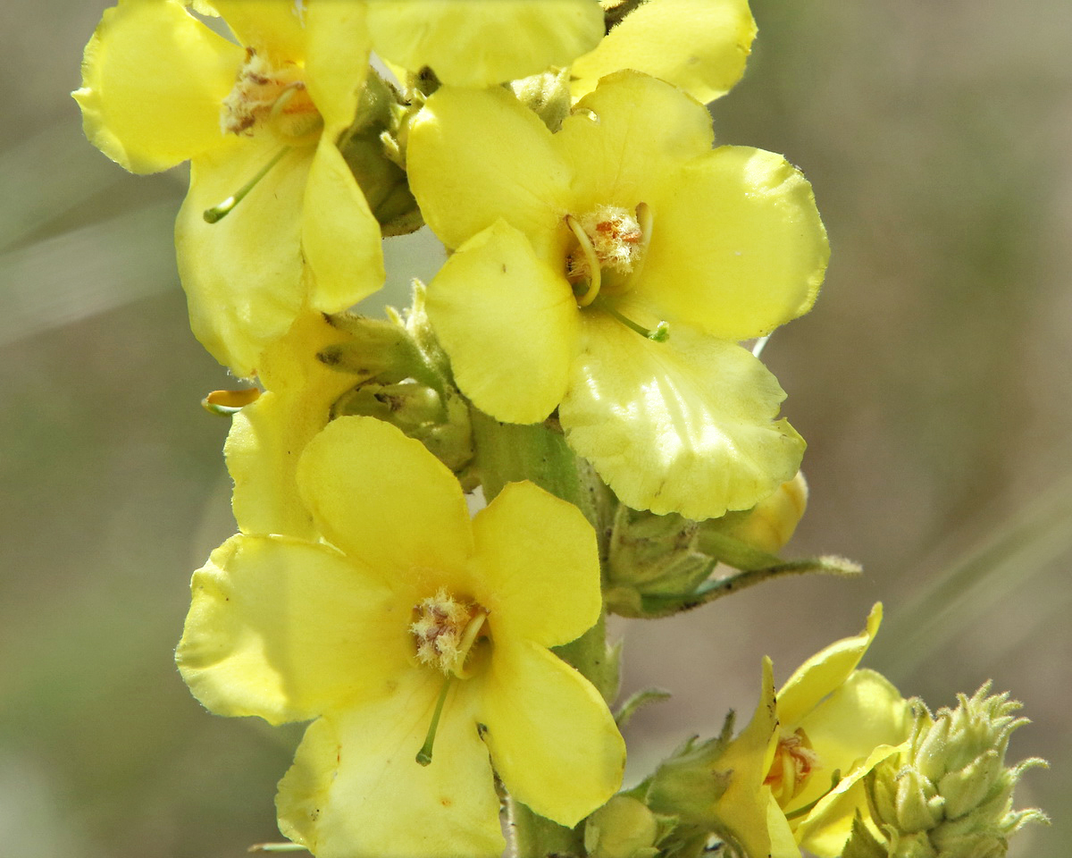 Изображение особи Verbascum densiflorum.