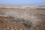 Sisymbrium subspinescens