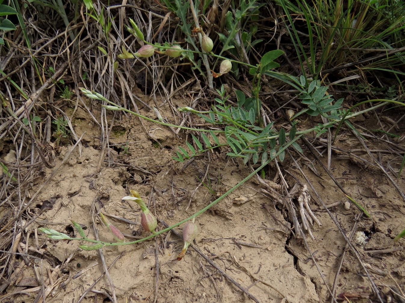 Изображение особи Astragalus xanthomeloides.